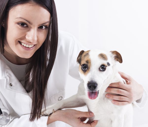 دامپزشک زن در حال معاینه سگ در کلینیک
