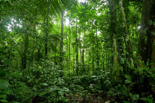چشم انداز جنگل های بارانی استوایی آمازون یاسونی اکوادور