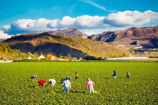 کاماریلو کالیفرنیا - 7 فوریه 2014 کارگران کشاورزی توت فرنگی را از مزرعه ای در کالیفرنیای جنوبی می چینند