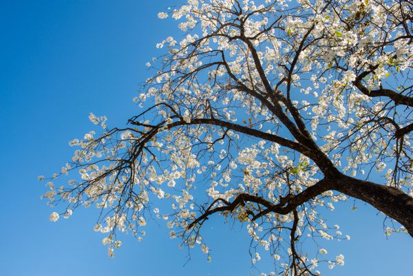 درخت شکوفه های گیلاس سفید
