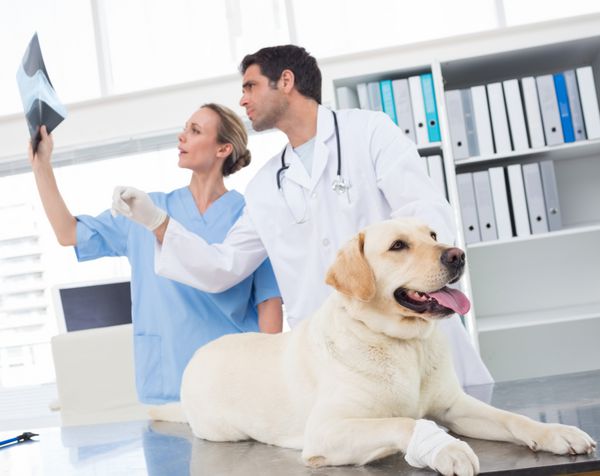 دامپزشک با همکار در حال بحث در مورد اشعه ایکس سگ در کلینیک
