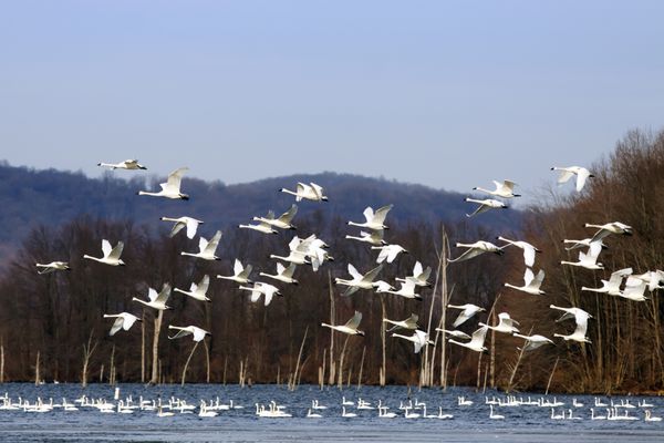 دسته ای از قوهای تندرا بر فراز دریاچه ای با قوهایی که در آب شنا می کنند پرواز می کنند