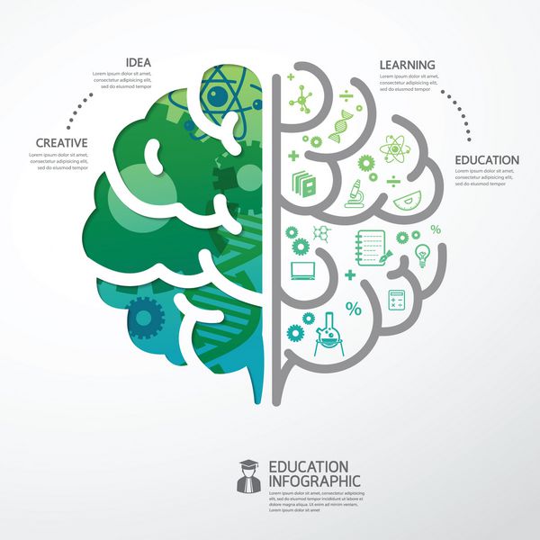 وکتور مفهوم آموزش و علم مغز الگوی اینفوگرافیک