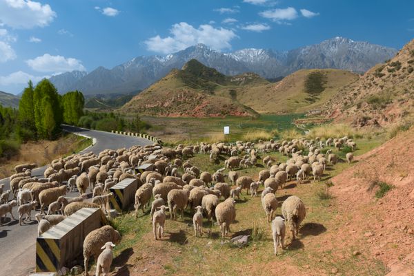 منظره تبت با چرای گوسفند و بز
