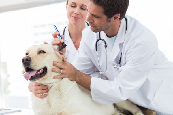 دامپزشک مرد با همکارش در حال معاینه گوش سگ در کلینیک