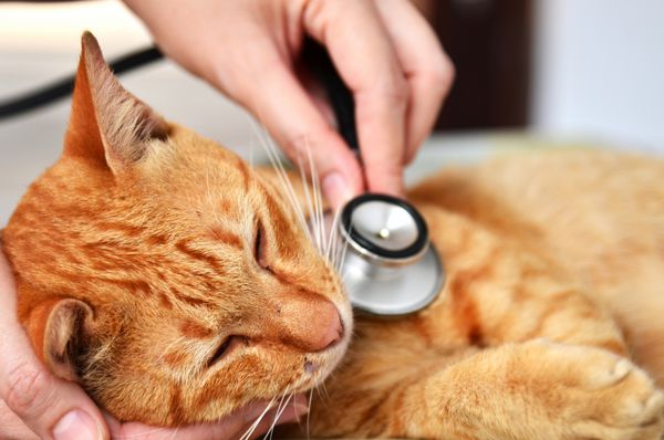 دامپزشک در حال معاینه یک بچه گربه در بیمارستان حیوانات