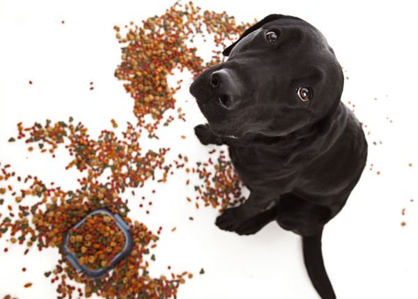 توله سگ شیطون در مرکز انبوهی از غذای سگ به بالا نگاه می کند