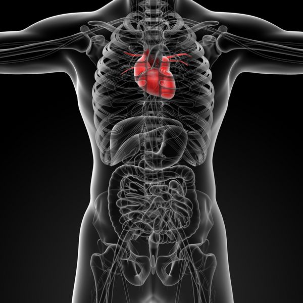 رندر سه بعدی آناتومی قلب انسان - نمای جلو