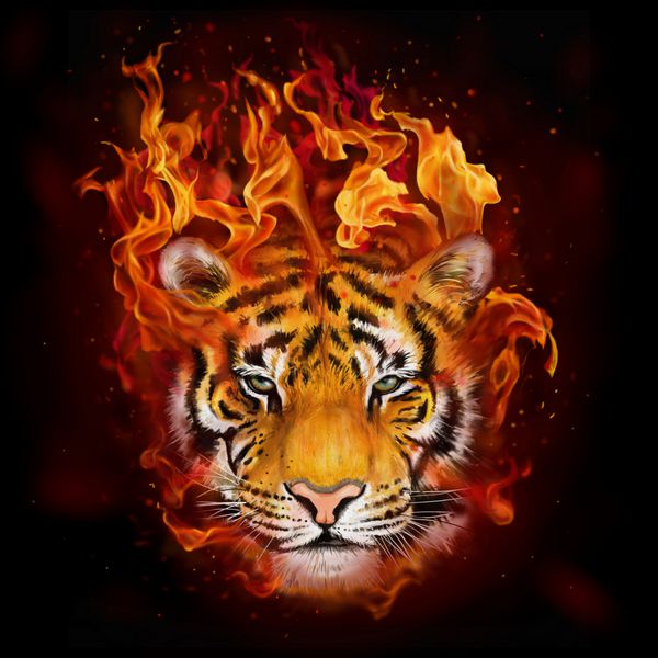 head of a tiger in flames نقاشی دیجیتال سر ببر در شعله