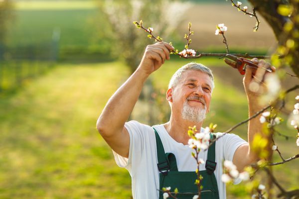 پرتره یک مرد سالخورده خوش تیپ در حال باغبانی در باغ خود در یک روز بهاری دوست داشتنی تصویر رنگارنگ