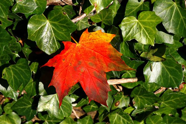برگ افرا قرمز در پس زمینه سبز طبیعت