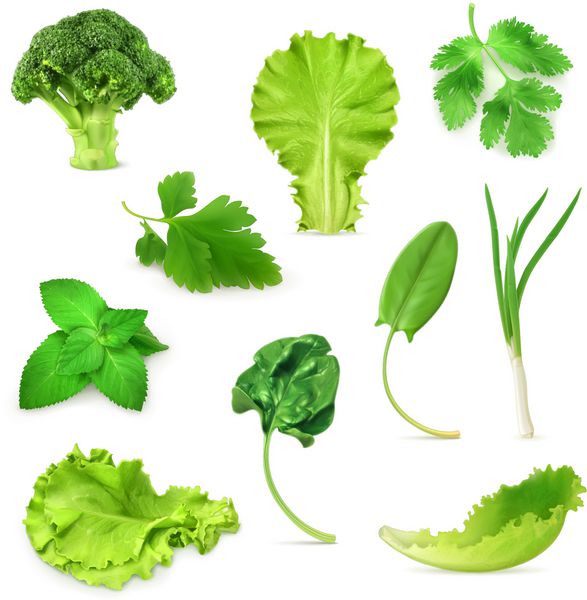 مجموعه سبزیجات و گیاهان سبز غذای گیاهی ارگانیک وکتور جدا شده در پس زمینه سفید