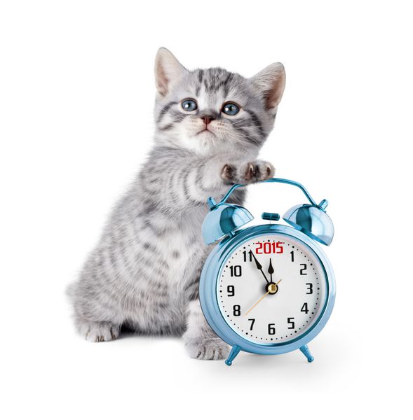 بچه گربه با ساعت زنگ دار دی 2015 سال