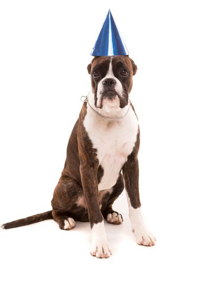 توله سگ بوکسری که کلاه جشنی بر سر دارد و روی پس زمینه سفید جدا شده است