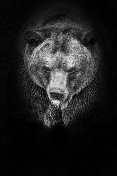 خرس قهوه ای سیاه و سفید