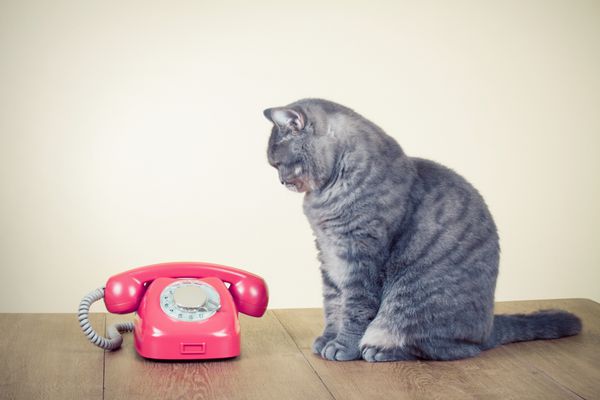 تلفن دوار رترو و گربه بزرگ روی میز
