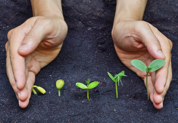 دست‌هایی که گیاهانی را در دست گرفته‌اند که در یک توالی جوانه‌زنی بذر روی خاک رشد می‌کنند مفهوم تکامل