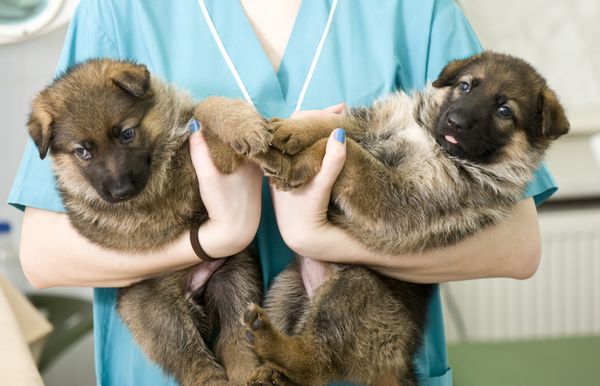 توله سگ ژرمن شپرد در بیمارستان حیوانات