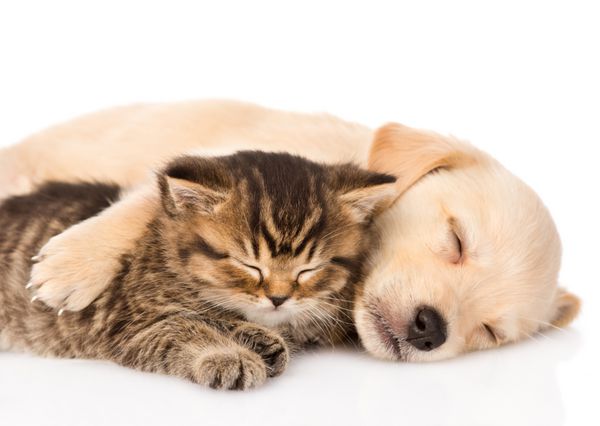 سگ توله سگ گلدن رتریور و گربه بریتانیایی که با هم می خوابند جدا شده در زمینه سفید
