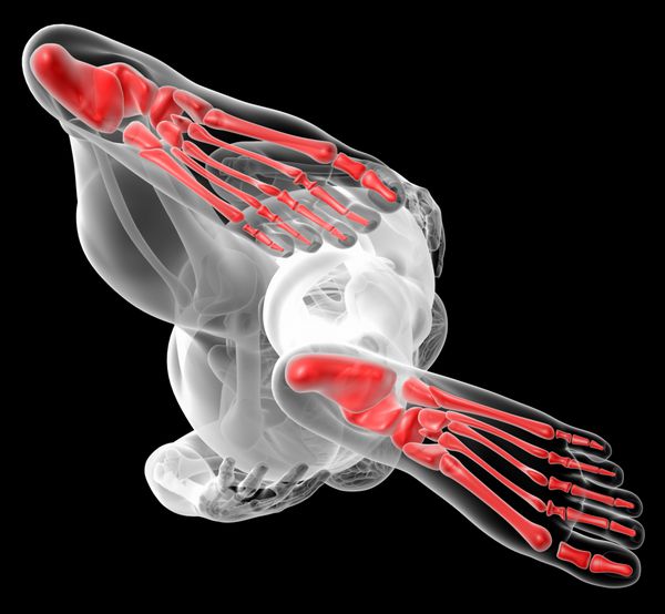 تصویر رندر شده سه بعدی از استخوان پای زن - نمای پایین