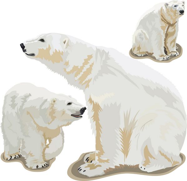 مجموعه تصاویر وکتور خرس های قطبی
