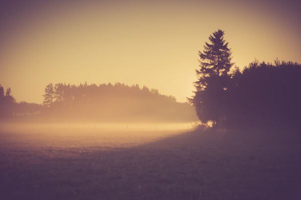 صبح مه آلود در چمنزار منظره طلوع آفتاب با جلوه قدیمی