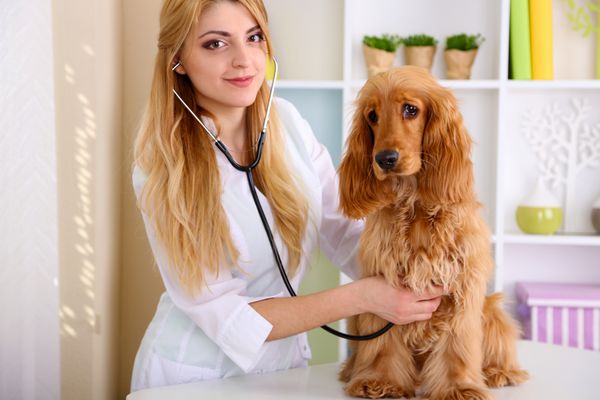 دامپزشک زن جوان زیبا در حال معاینه سگ در کلینیک