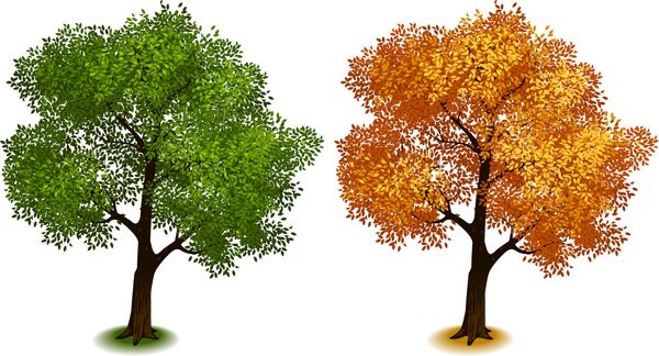 درخت درختان ایزومتریک در وکتور سری چهار فصل
