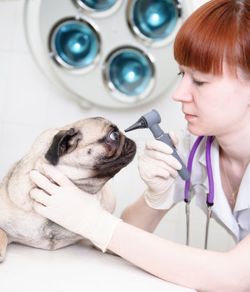 دامپزشک زن در حال معاینه چشم سگ در کلینیک با اتوسکوپ