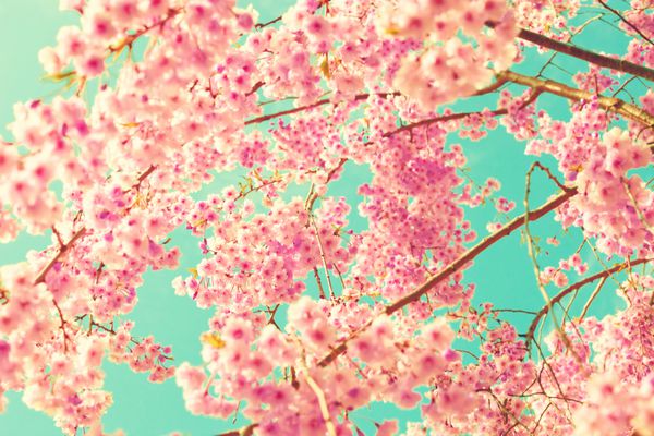 شکوفه های گیلاس بر فراز آسمان فیروزه ای