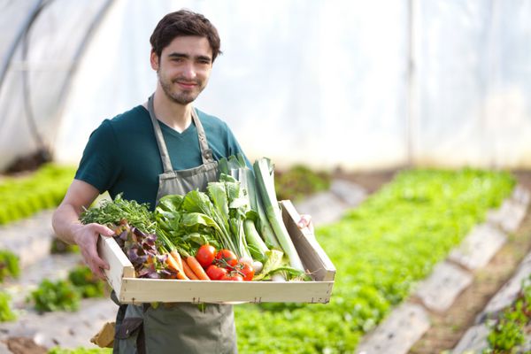 نمایی از یک کشاورز جوان شاد با یک جعبه پر از سبزیجات