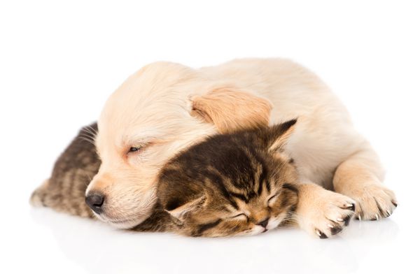 خواب سگ توله سگ گلدن رتریور با بچه گربه بریتانیایی جدا شده در زمینه سفید
