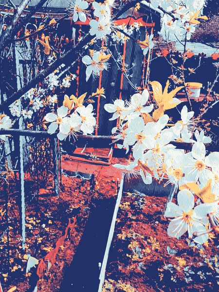 پس‌زمینه نیمه‌تون با شاخه‌های بهاری سفید شکوفه‌دار درخت آلو