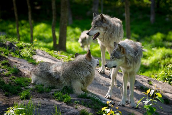 یک گله گرگ کوچک با سه گرگ که در یک جنگل کانادایی در پیش زمینه جمع شده بودند و یک گرگ در دوردست نزدیک می شد