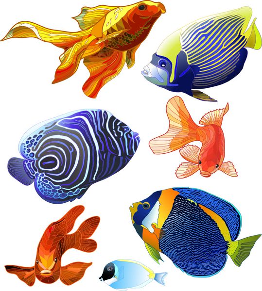 مجموعه ای از ماهی های رنگارنگ عجیب و غریب ماهی ایزوله انتزاعی در پس زمینه سفید وکتور