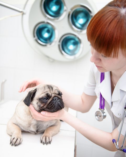 سگ پاگ در حال معاینه گوش توسط دامپزشک