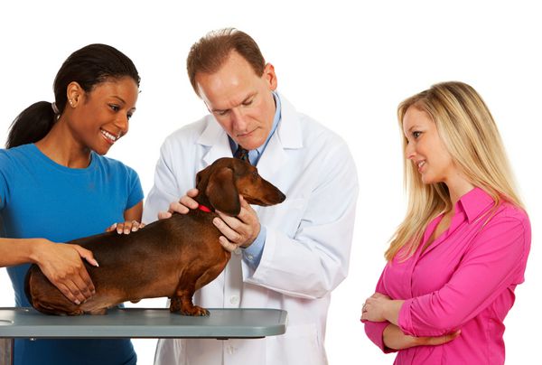 دامپزشک صاحب حیوان به تماشای دامپزشک سگ می نشیند