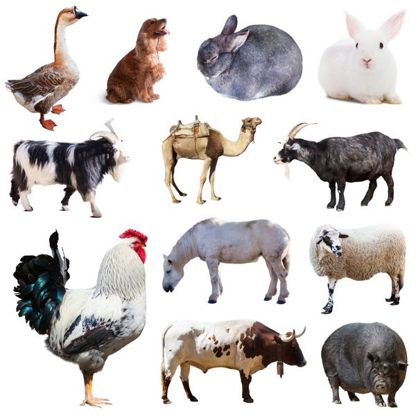 مجموعه و سایر حیوانات مزرعه با زمینه سفید مجزا شده است