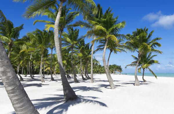 ساحل در جزیره گرمسیری آب آبی شفاف ماسه و درختان نخل محل تعطیلات زیبا درمان و آبزیان