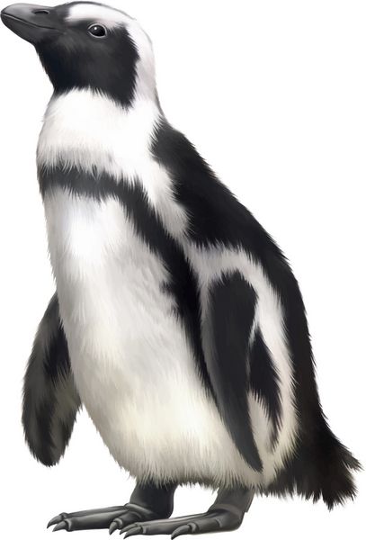 پنگوئن جنتو وکتور جدا شده در پس زمینه سفید