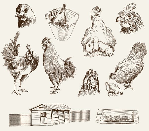 پرورش مرغ مجموعه ای از طرح های وکتور در زمینه خاکستری