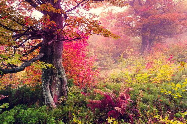 منظره باشکوه با درختان پاییزی در جنگل کارپات اوکراین اروپا دنیای زیبایی رترو فیلتر شده اثر تونینگ
