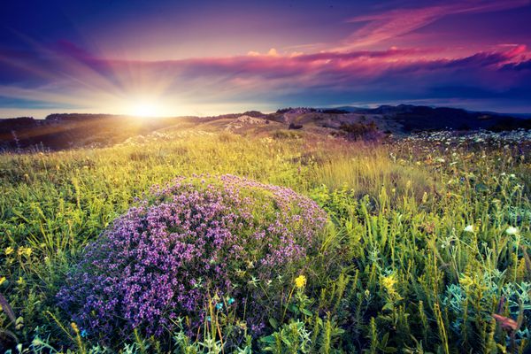 گل های جادویی در منظره کوهستانی با آسمان ابری چشمگیر کارپات اوکراین اروپا دنیای زیبایی فیلتر سبک رترو افکت تونینگ اینستاگرام