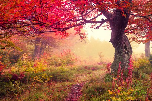 منظره باشکوه با درختان پاییزی در جنگل کارپات اوکراین اروپا دنیای زیبایی رترو فیلتر شده اثر تونینگ