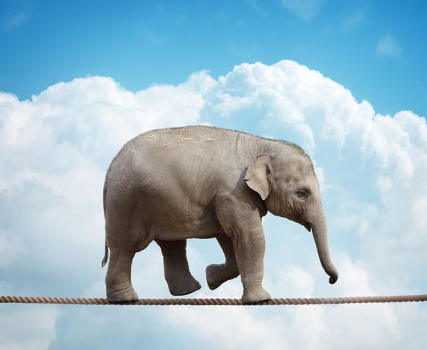 تعادل گوساله فیل بر روی یک مفهوم طناب محکم برای خطر غلبه بر ناملایمات و موفقیت