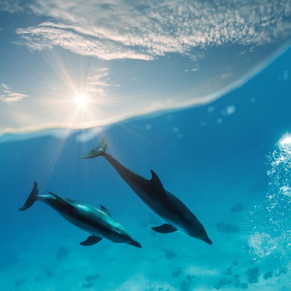 دو دلفین زیبا در زیر آب در زیر نور خورشید با خط آب شنا می کنند