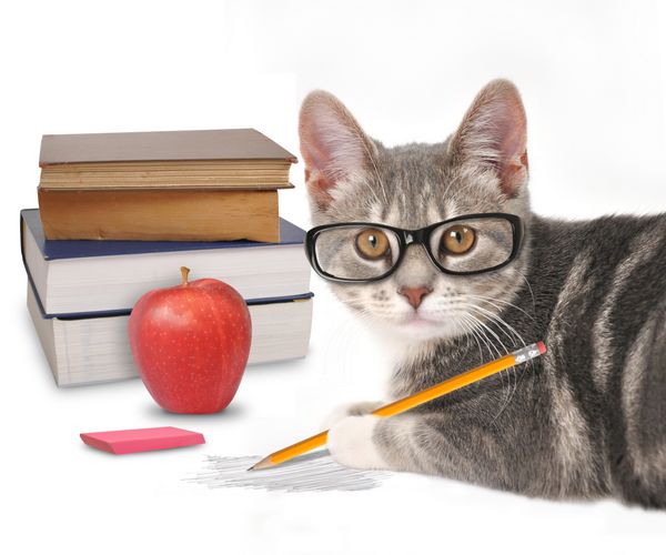 یک گربه خاکستری مدادی با خط خطی و کتاب‌هایی روی پس‌زمینه سفید جدا شده برای مفهومی آموزشی یا طنز در دست گرفته است