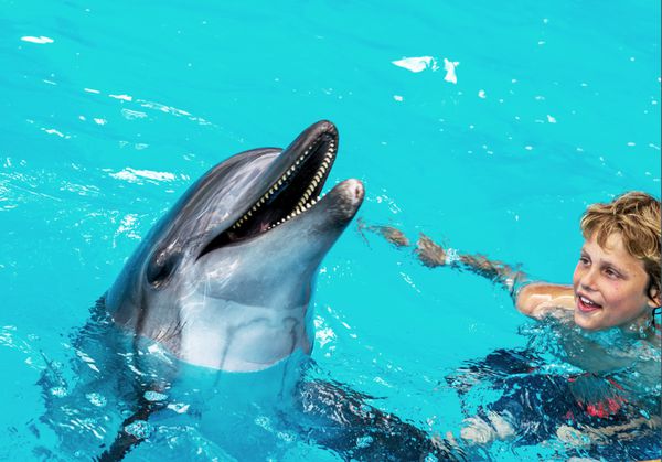 پسر جوان خوش تیپ شاد در حال خندیدن و شنا با دلفین ها در استخر آبی در یک روز آفتابی روشن در شغل دلفین