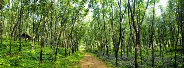 مسیر جنگلی دلربا در مزرعه درخت لاستیک کرلا هند