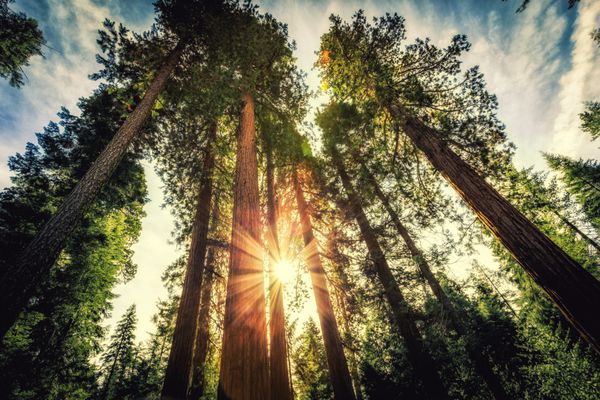 جنگل بلند سکویا پارک ملی یوسمیتی کالیفرنیا